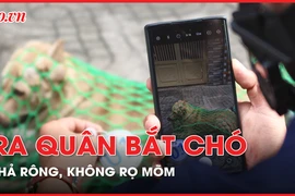 Ra quân bắt chó thả rông, không rọ mõm