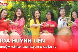 Hoa huỳnh liên 'nhuộm vàng' con rạch ở quận 12, nhiều người diện áo dài đến check-in
