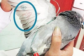 Tiếp tục tranh cãi chim bồ câu lạ là chim gì?