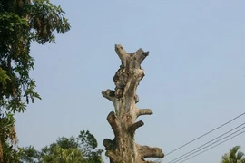 Cây Di sản “bội thực” rồi chết sau khi được vinh danh
