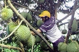 Ồ ạt mua sầu riêng non xuất sang Trung Quốc