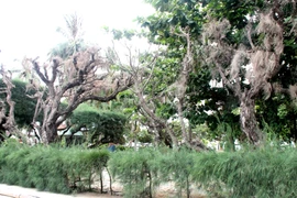 Cứu lấy hàng phi lao cổ thụ dọc bờ biển Nha Trang