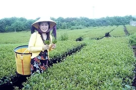 Thi thể doanh nhân Hà Linh chưa được đưa về nước