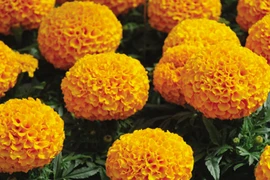 Tết cũ 