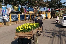 Chùm ảnh: Miền Trung muôn nẻo đường xuân 