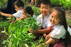 Chương trình GD tổng thể: Tiểu học sẽ học những gì? 