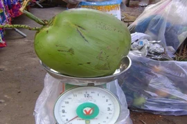 Ngỡ ngàng trái dừa khủng nặng gần 8 kg