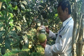 Bưởi Tết tài lộc, dưa hấu thỏi vàng vẫn 'siêu hút khách'