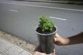 5 chai nhựa đổi chậu sen thơm và những nụ cười
