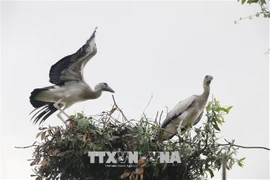 Cò nhạn quý hiếm xuất hiện tại lòng chảo Mường Thanh