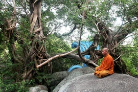 Công nhận thêm 5 cây di sản tại Khánh Hòa