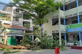 Hiện trường cây phượng bật gốc trong sân trường Bạch Đằng 