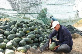 Nước mắt dưa hấu mùa Tết