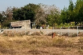 Bò ăn cỏ sát cao tốc Phan Thiết - Vĩnh Hảo