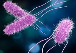 Salmonella – thủ phạm nhiều vụ ngộ độc thực phẩm nguy hiểm thế nào?