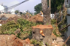 Hà Nội chặt cây xanh để thi công công trình