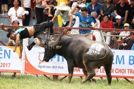Đề nghị bỏ vòng loại, giữ chung kết chọi trâu Đồ Sơn