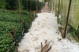 Đà Lạt xuất hiện mưa đá ngay trong cơn mưa đầu mùa 
