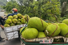 Tại sao trái mít bán ra lại bị cắt 1 miếng ở đầu, không phải ai cũng hiểu đúng