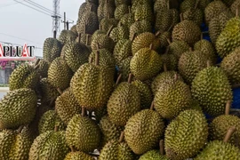 Tại sao sầu riêng lại phải nhúng thuốc, thông tin thêm cho những tín đồ mê loại trái cây này
