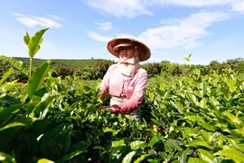 Lâm Đồng cấm sử dụng hóa chất để nhuộm trà