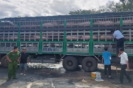 Cảnh sát môi trường phát hiện hơn 500 con heo lậu từ Campuchia vào Việt Nam