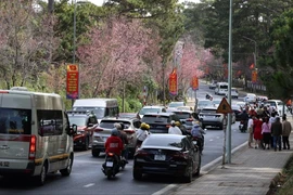 Thời tiết đẹp, mai anh đào nở, TP Đà Lạt chào đón khách du xuân