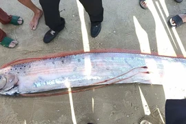 Cá mái chèo dài gần 4m dạt vào bờ biển Dinh Thầy Thím