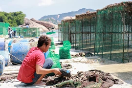 Yêu cầu kiểm tra, xử lý tình trạng rác tràn ngập bãi biển ở Cam Ranh