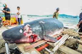 Xác cá voi nặng 200 kg dạt vào bờ biển Quy Nhơn