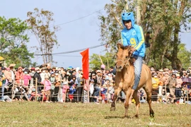 Đầu năm đến gò Thì Thùng xem 'kỵ sĩ nông dân' đua ngựa