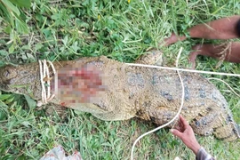 Cá sấu, trăn xuất hiện liên tục ngoài tự nhiên, Khánh Hòa sẽ kiểm tra cơ sở nuôi động vật rừng