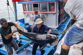 Xuyên Tết bám biển, ngư dân miền Trung trúng đậm cá ngừ đại dương