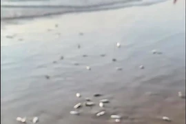 Hàng ngàn con cá trích dạt vào bờ biển Khánh Hòa
