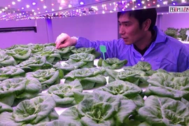 Video cận cảnh trồng rau bằng ánh sáng nhân tạo