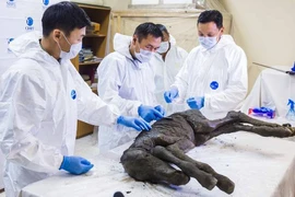 Máu lỏng bên trong một chú ngựa bị đóng băng 42.000 năm