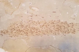 Kinh ngạc hóa thạch 50 triệu năm của đàn cá đang bơi