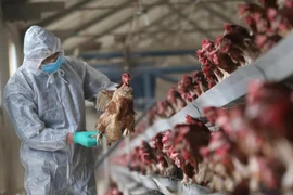 Trung Quốc thông báo phát hiện ổ dịch do virus cúm A/H5N6 gây ra ở tỉnh Tứ Xuyên. Ảnh: SCMP