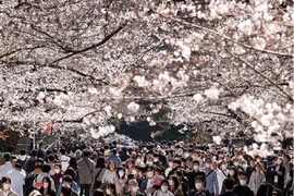 Người dân đeo khẩu trang và thưởng thức hoa anh đào tại Công viên Ueno ở thủ đô Tokyo hôm 21-3. Ảnh: ASAHI NEWS