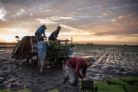 Cảnh trồng lúa tại Hồng Ngự, Việt Nam. Ảnh: THE NEW YORK TIMES