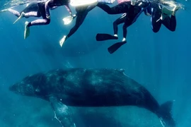 Khách du lịch đang bơi cùng cá voi lưng gù ở Nigaloo Reef. Ảnh: THE AUSTRALIAN.