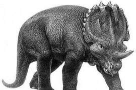 Khủng long Centrosaurus. Ảnh: NATIONAL HISTORY MUSEUM
