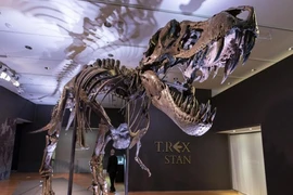 Sắp đấu giá hóa thạch T-Rex hoàn chỉnh nhất thế giới 