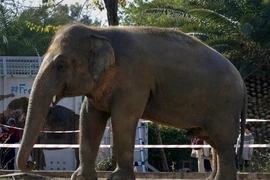 Chú voi Kaavan đã sống ở một vườn thú tại Pakistan trong hơn 35 năm. Ảnh: AP