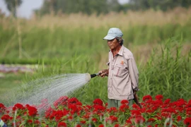 Ảnh: Ngắm làng hoa Sài Gòn cận tết Tân Sửu