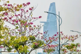 Sài Gòn - mùa kèn hồng lại đến