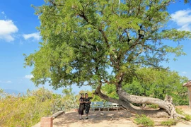 Cây me trong tâm thức người Chăm ở Phan Rang