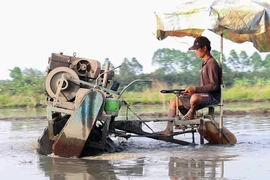 Mùa đặt lú bắt cá đồng ở miền Tây