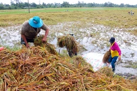 Hậu Giang: Sạt lở, dông lốc gây thiệt hại hơn 7 tỉ 