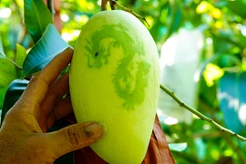 Độc đáo xoài in hình linh vật rồng dịp Tết Nguyên đán Giáp Thìn